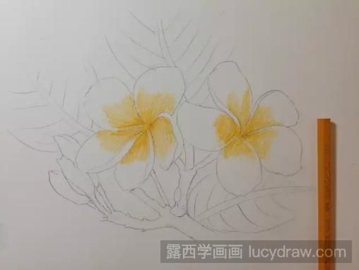 彩铅画鸡蛋花步骤教程