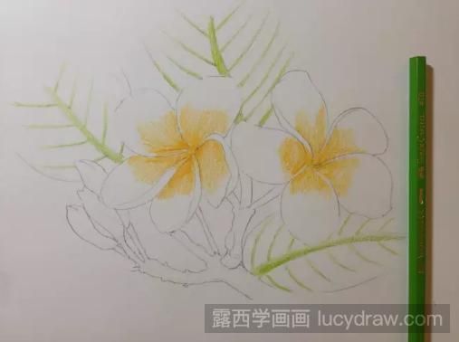 彩铅画鸡蛋花步骤教程