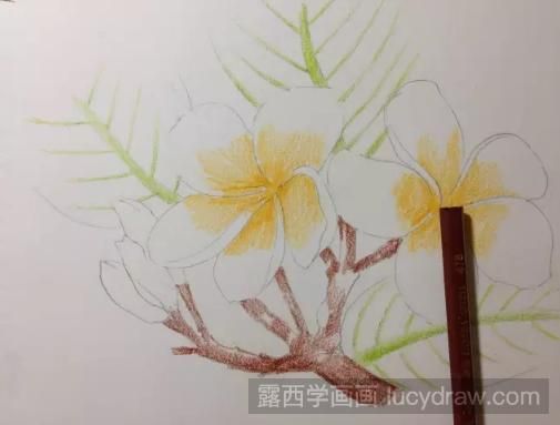 彩铅画鸡蛋花步骤教程