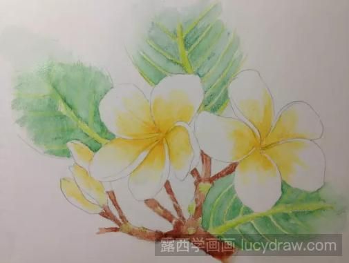 彩铅画鸡蛋花步骤教程