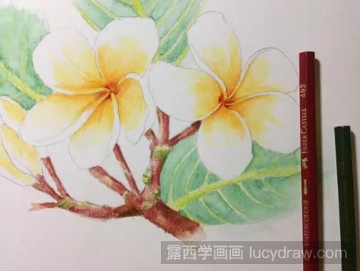 彩铅画鸡蛋花步骤教程