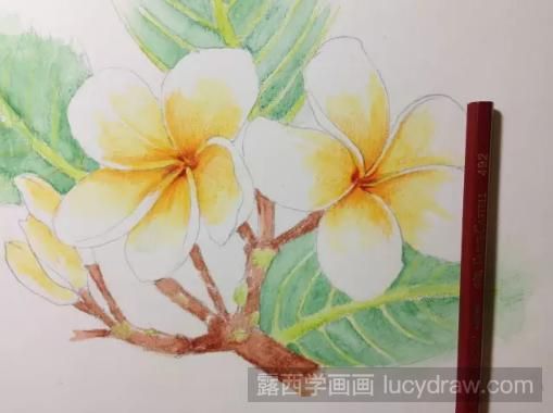 彩铅画鸡蛋花步骤教程