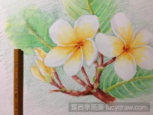 彩铅画鸡蛋花步骤教程