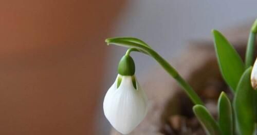 雪滴花的花语与传说（探索雪滴花的神秘花语与美丽传说）