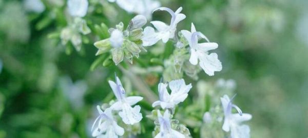 迷迭香花语的传说与含义（探寻迷迭香花语背后的神秘力量）