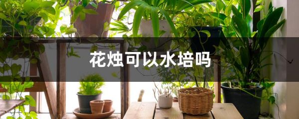 花烛可以水培吗