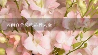 云南百合花的品种大全