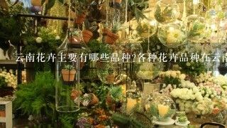 云南花卉主要有哪些品种?各种花卉品种在云南花卉产