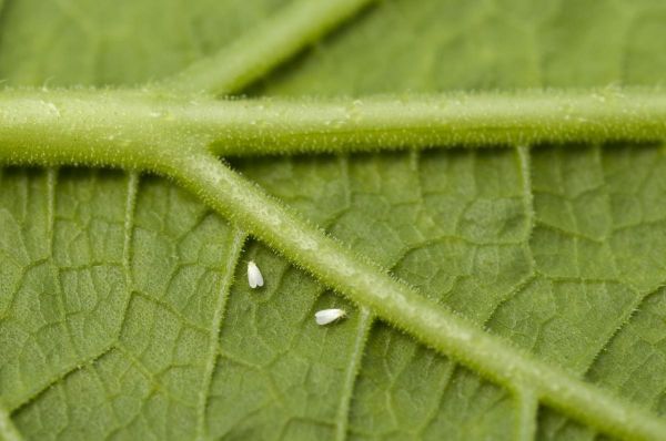 La mosca blanca es una plaga que afecta a las plantas