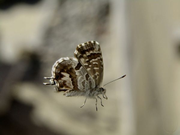 Las orugas de la mariposa del geranio se comen a la planta