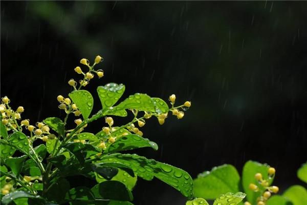 花卉的种植方法及繁殖——米兰