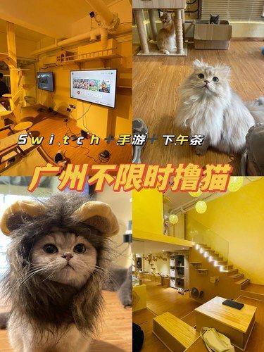 喵星人的乐园——广州猫猫咖啡吧探索记