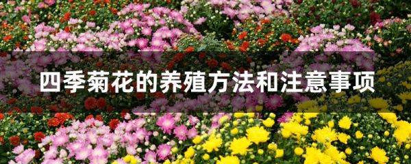 四季菊花的养殖方法和注意事项