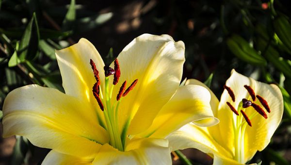 香水百合花语 香水百合花语是什么