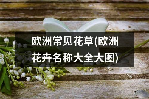 欧洲常见花草(欧洲花卉名称大全大图)