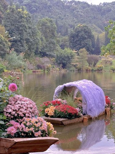 最近深圳仙湖植物园的花展美成仙景了！