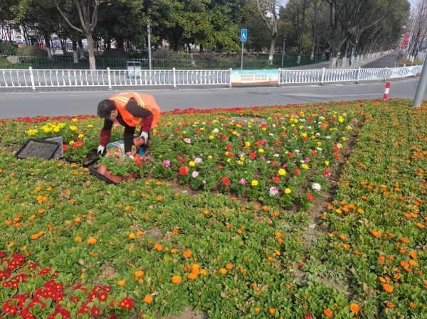 4.街头草花、花卉升级.jpg