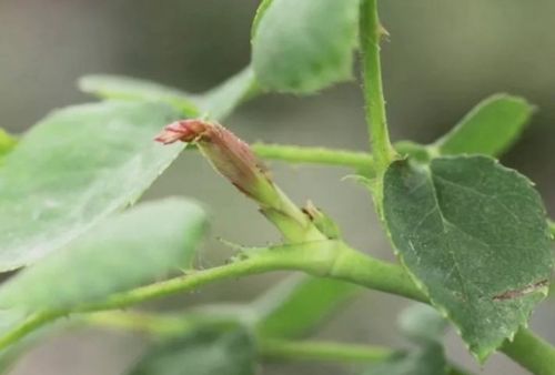 月季花春季花后修剪