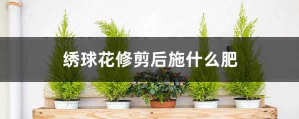 绣球花修剪后施什么肥