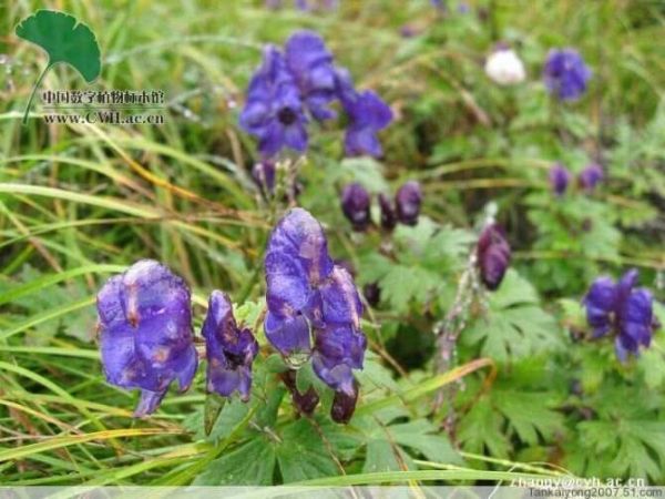 十大毒花 - 红芙蓉 - 红芙蓉的博客