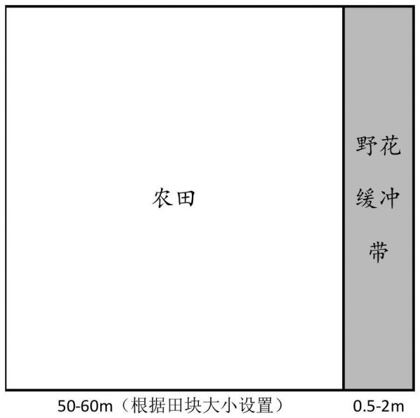 一种增加害控蜂类数量的野花组合及应用