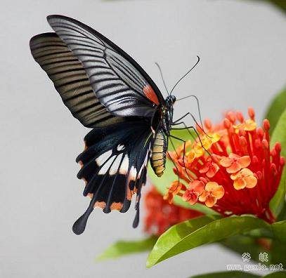 山茶花黄毒蛾