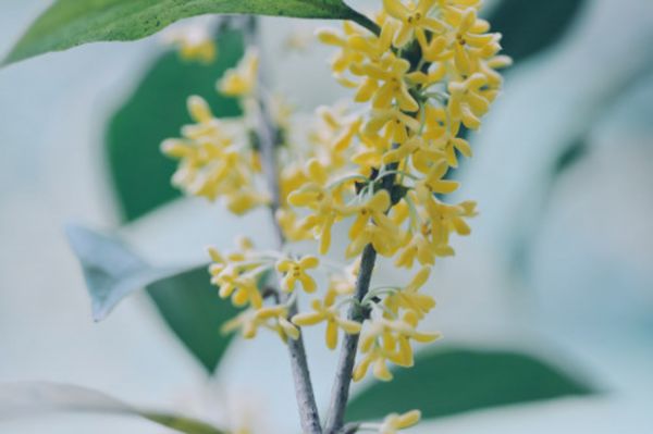 桂花树