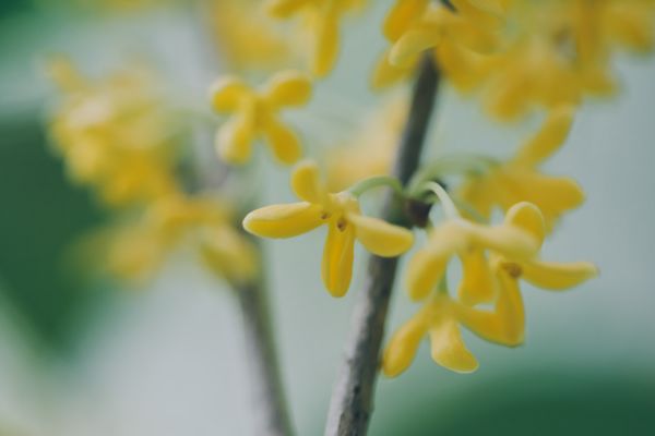 桂花树