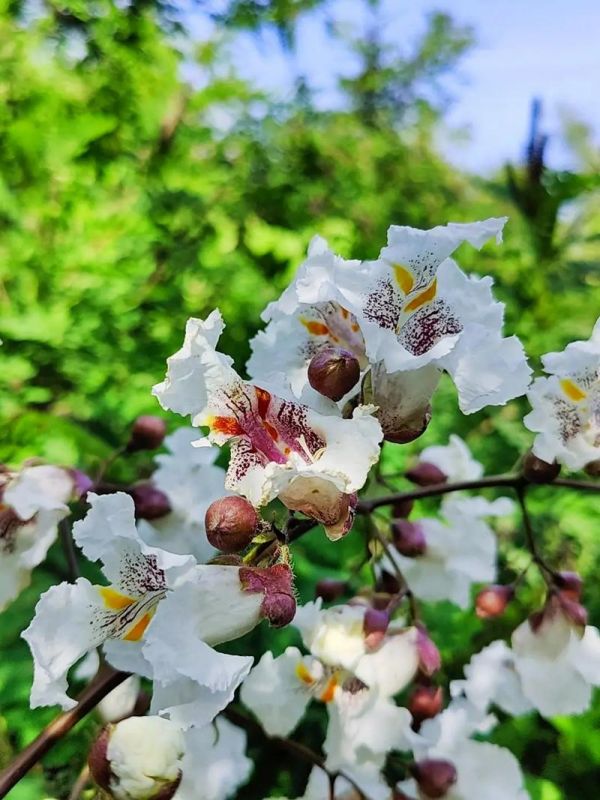 北仑四季桂花园，醉美花海的休闲胜地