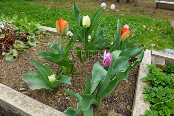 花园里种着郁金香，盛开的郁金香，五颜六色的郁金香花照片摄影图片