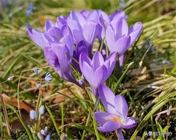 我们常见的“藏红花”竟不是花瓣而是花蕊？