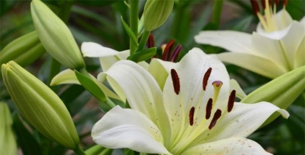 百合花的花语和寓意（百合花的象征意义及文化传承）