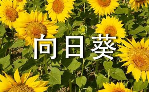 向日葵的微笑作文