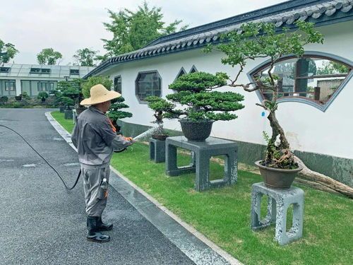 夏日室内盆栽植物浇水指南，多久浇水一次？