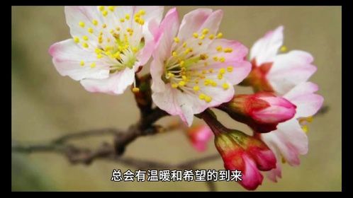 樱桃花的花语和寓意