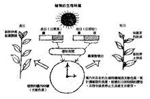 光周期