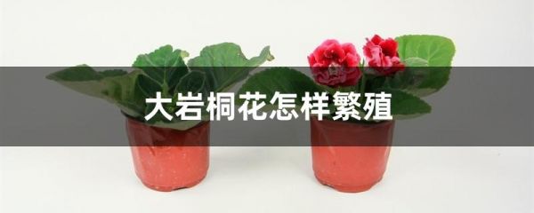 大岩桐花怎样繁殖