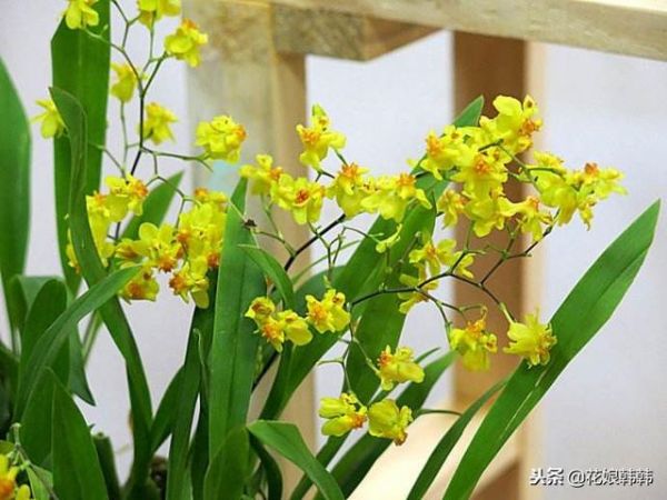 花量最大的兰花 一枝花箭能开上百朵花 花色艳丽 深受大众喜欢