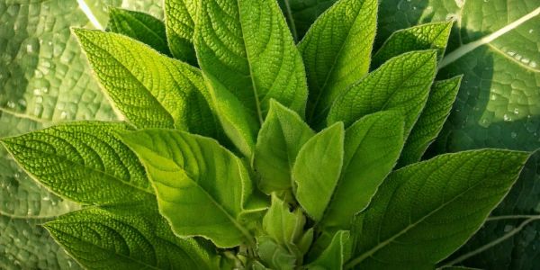 A close-up view of vibrant green Mullein leaves, showcasing their natural texture and fresh vitality, perfect for emphasizing the plant's health benefits.