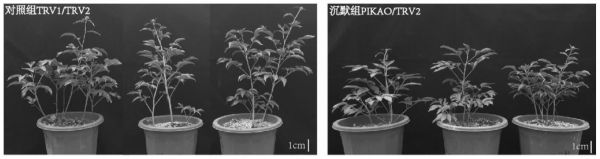 一种基于基因沉默技术矮化芍药的方法