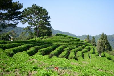 西岩茶乡度假村