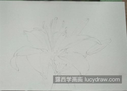 黄百合怎么画？详细的水彩教程是什么？