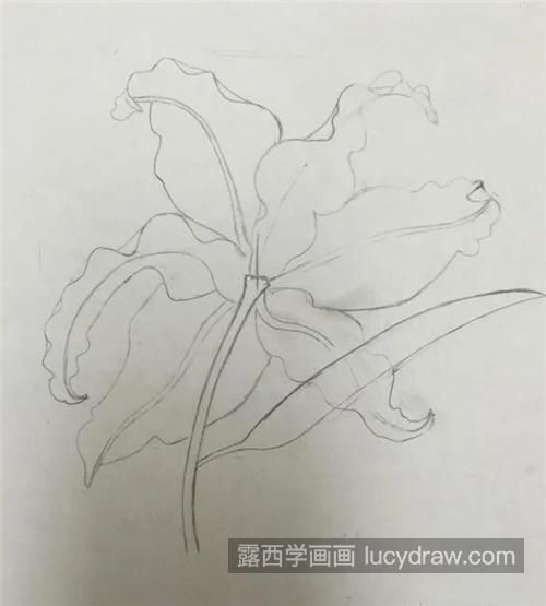 粉百合怎么画？百合花水彩干货分享