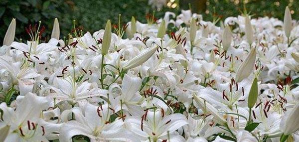 花开芬芳，花语传情——粉百合的美丽与意义（娇柔温馨，爱与美好在花间流转）