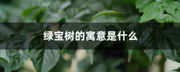 绿宝树的寓意是什么