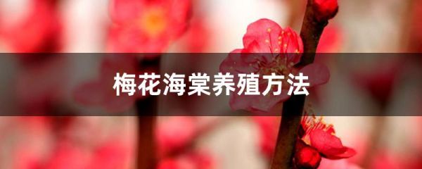 梅花海棠养殖方法