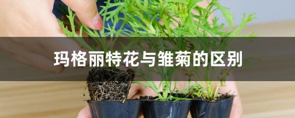 玛格丽特花与雏菊的区别