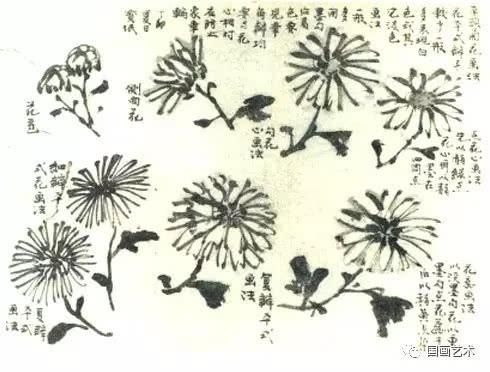 写意墨菊画法，墨菊画花叶技法详解，菊花的各种画法教程！