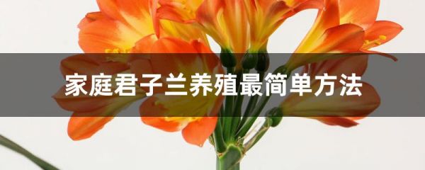 家庭君子兰养殖最简单方法