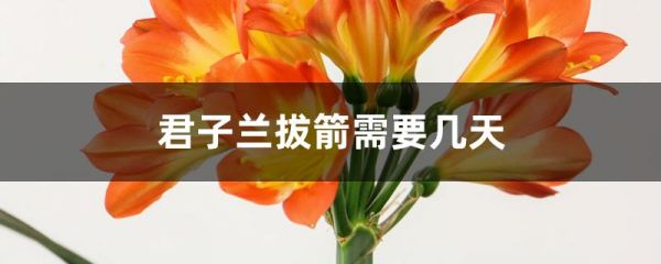 君子兰拔箭需要几天